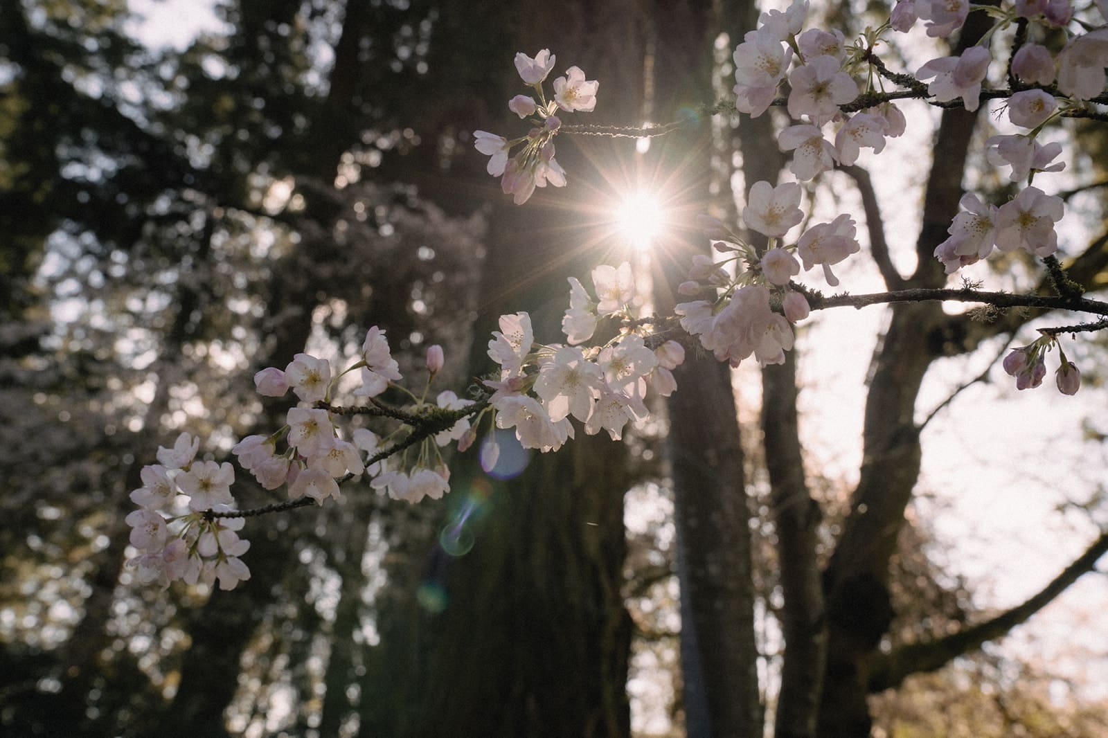 Cherry blossoms in the sunlight at Lakewold Gardens.